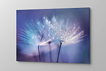 Obraz Púpavy zs1255